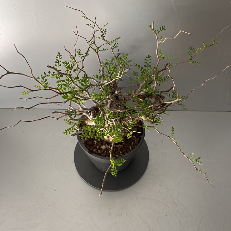 発根済 小さな巨人 オペルクリカリア パキプス P20 | Botanical Holic