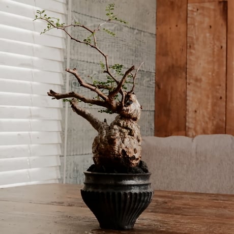 CATEGORY 小野瀬一 作 植木鉢 | Botanical Holic