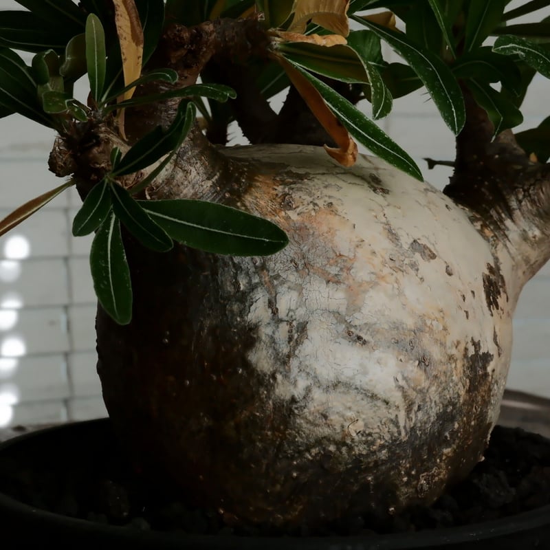 LL株》グラキリス 大株 幹幅15cm - 象牙宮 -［No.58］ × 6号 浅鉢 | B