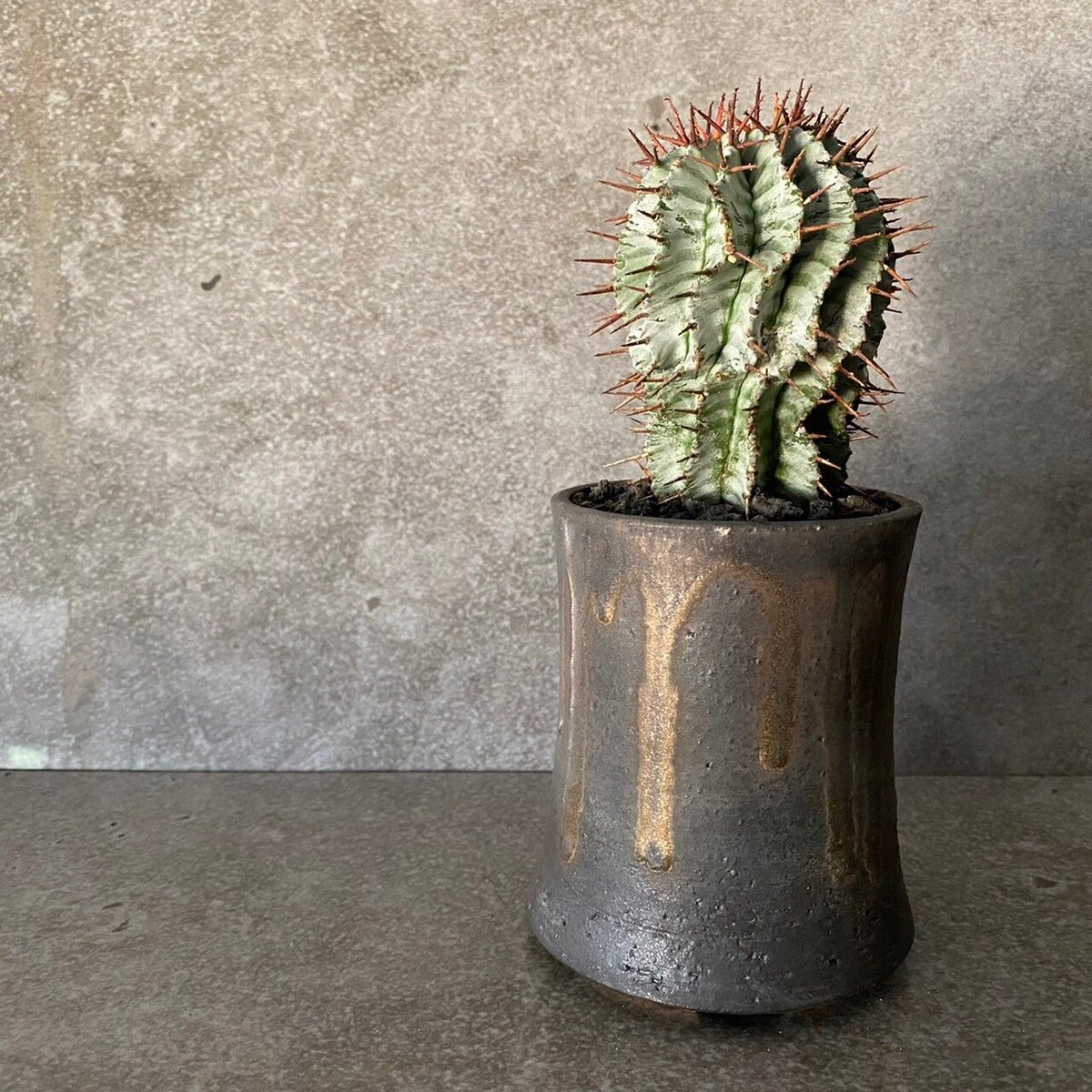 宇田ゼブラ ホリダ ［ No.07 ］× S.N.Pot 