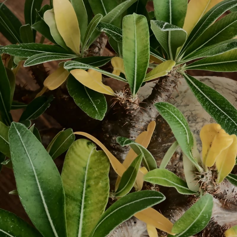 LL株》グラキリス 大株 幹幅15cm - 象牙宮 -［No.58］ × 6号 浅鉢 | B