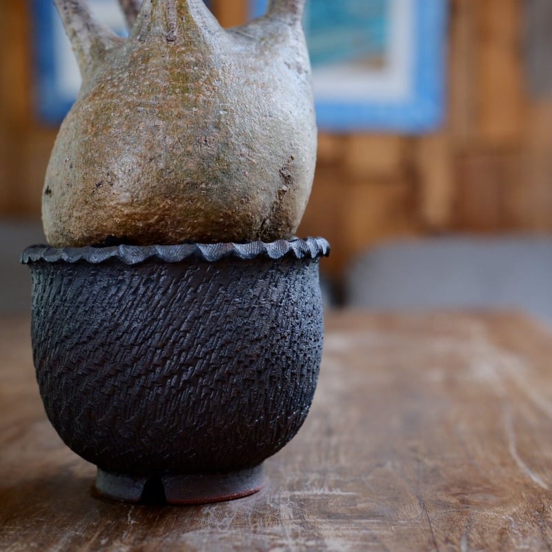 発根済 中ぶり 良型 グラキリス - 象牙宮 - size M ［No.22］ × 與那