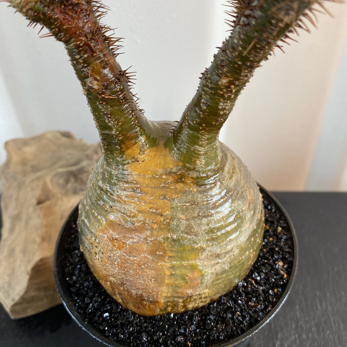 まん丸美形の迷彩柄【グラキリス 小-中ぶり 発根済 2020年8月輸入 現地