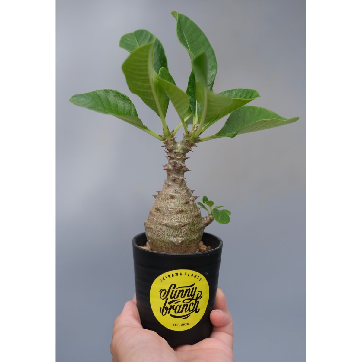 パキポディウム ウィンゾリー 実生株 070 Pachypodium windsorii |