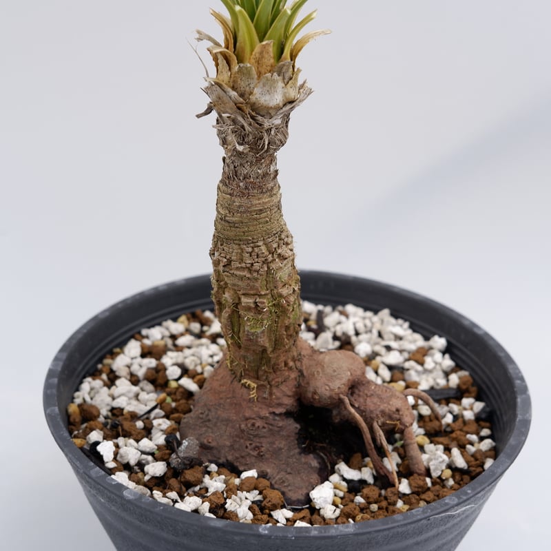 ユッカ ロストラータ 004【幹立ち】 Yucca Rostrata | Sunny Branch