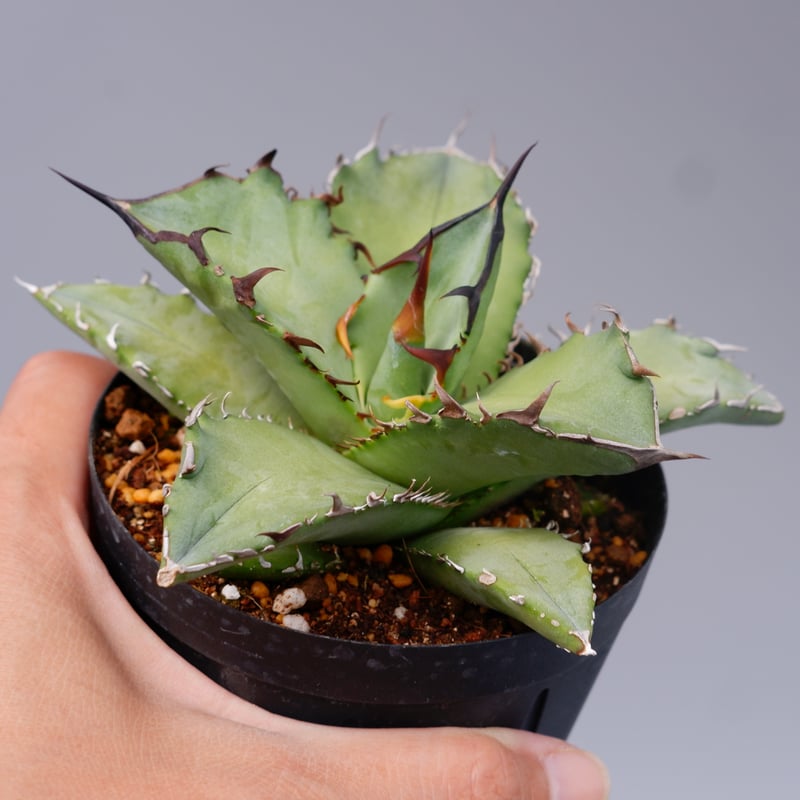 アガベ オテロイ 実生株 Agave oteroi seeding 101 | Sunny