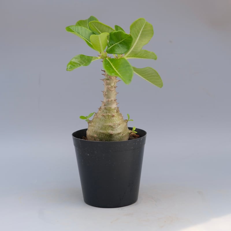 パキポディウム ウィンゾリー 実生株 065 Pachypodium windsorii |