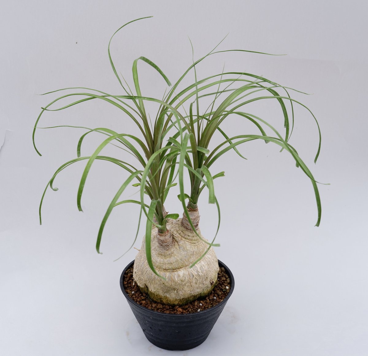 ボーカルネア・レクルバータ006 トックリラン ノリナ | Sunny Branch