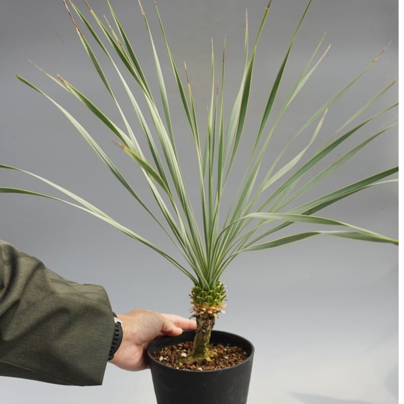 ユッカ ロストラータ 実生株 Yucca Rostrata 006 | Sunny Branch