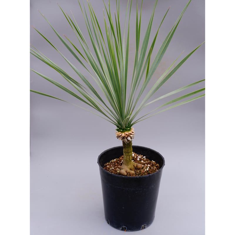 ユッカ ロストラータ 実生株 Yucca Rostrata 005 | Sunny Branch