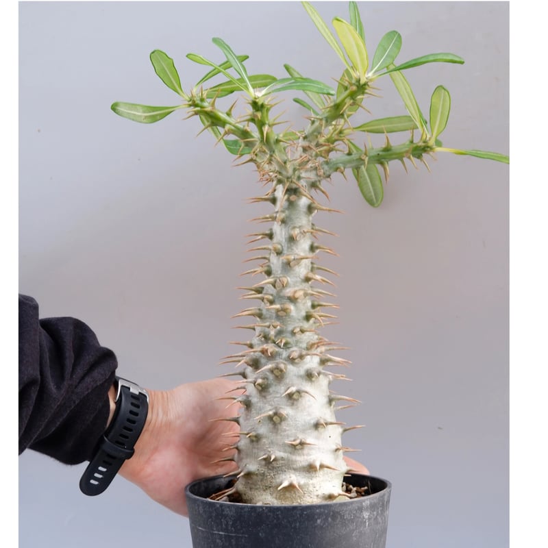 パキポディウム アンボンゲンセ 001【開花実績あり】 Pachypodium