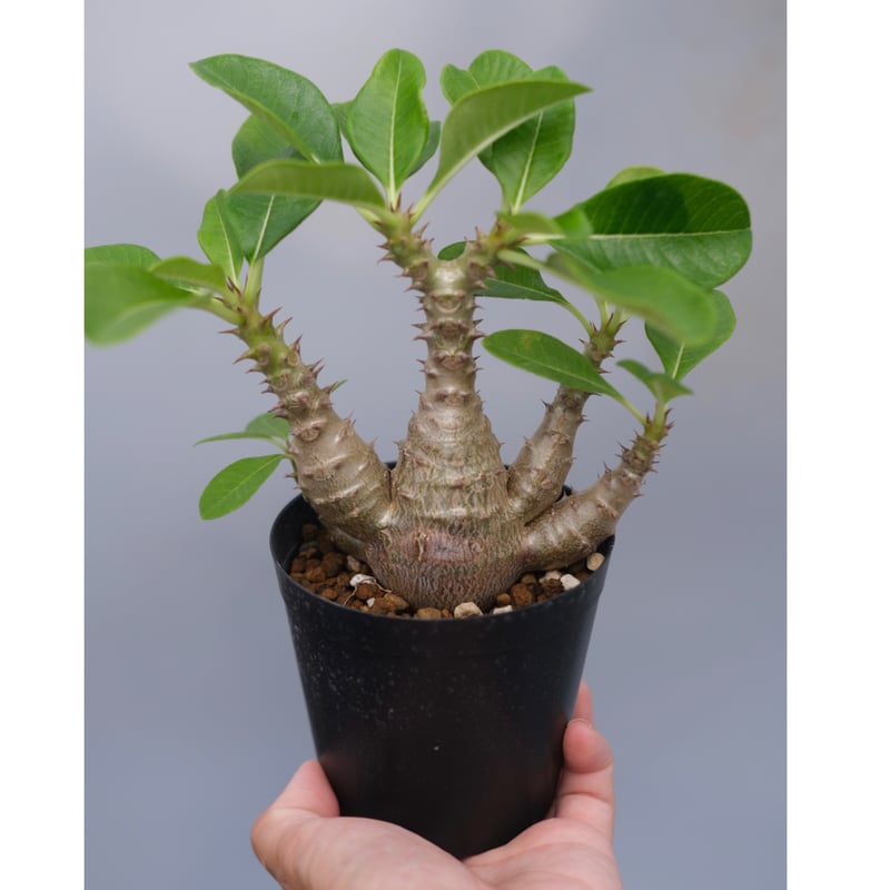 パキポディウム ウィンゾリー 実生株 075 Pachypodium windsorii |