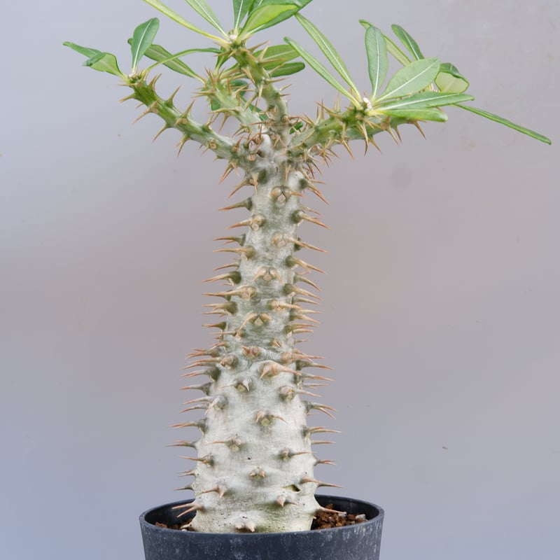 パキポディウム アンボンゲンセ 001【開花実績あり】 Pachypodium
