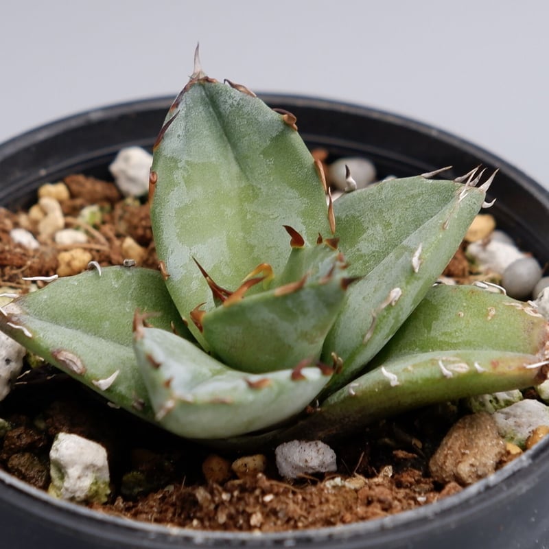 アガベ オテロイ 実生株 Agave oteroi seeding 024 | Sunny