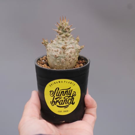 パキポディウムウィンゾリー | STORES