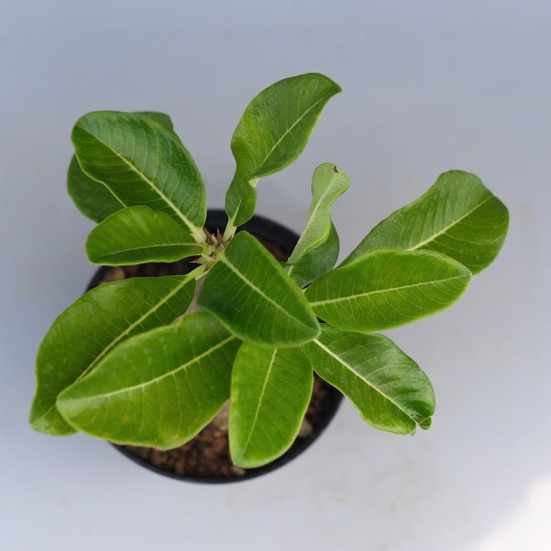 パキポディウム ウィンゾリー 実生株 065 Pachypodium windsorii |