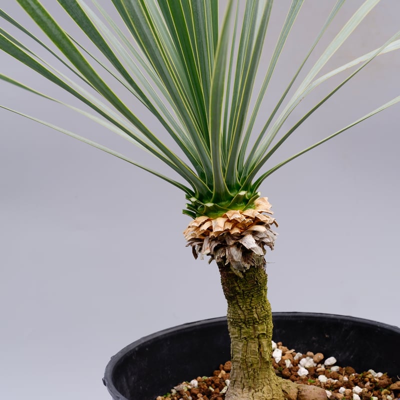 ユッカ ロストラータ 実生株 Yucca Rostrata 005 | Sunny Branch