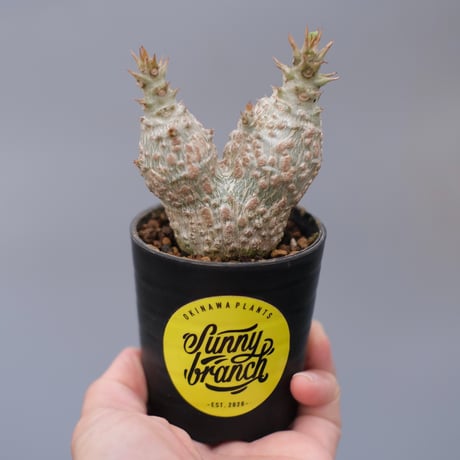 CATEGORY コーデックス | Sunny Branch