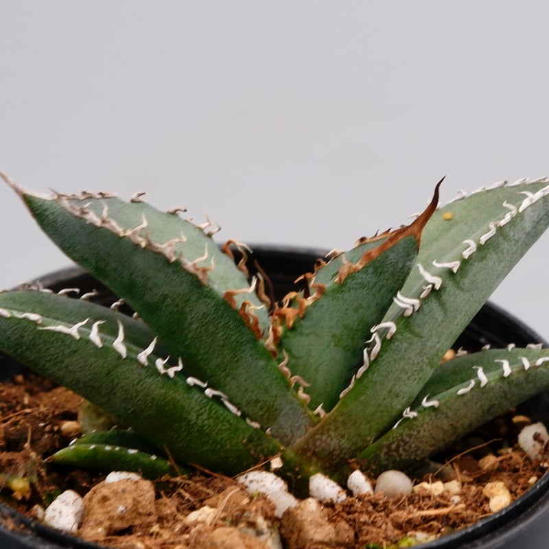 アガベ オテロイ 実生株 Agave oteroi seeding 064 | Sunny