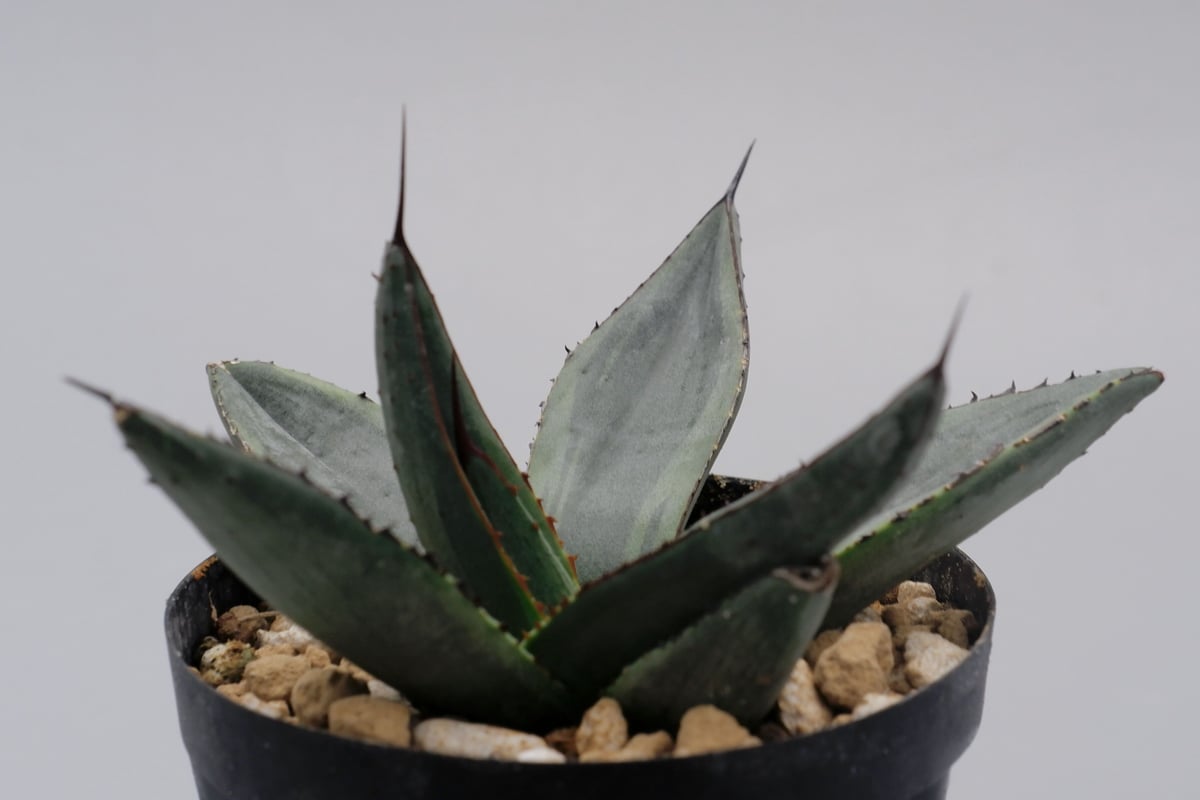 アガベ シャークバイト003 Agave Sharkbite | Sunny Branch