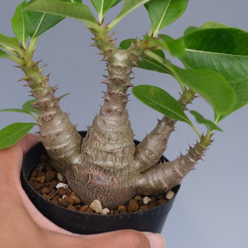 パキポディウム ウィンゾリー 実生株 075 Pachypodium windsorii |