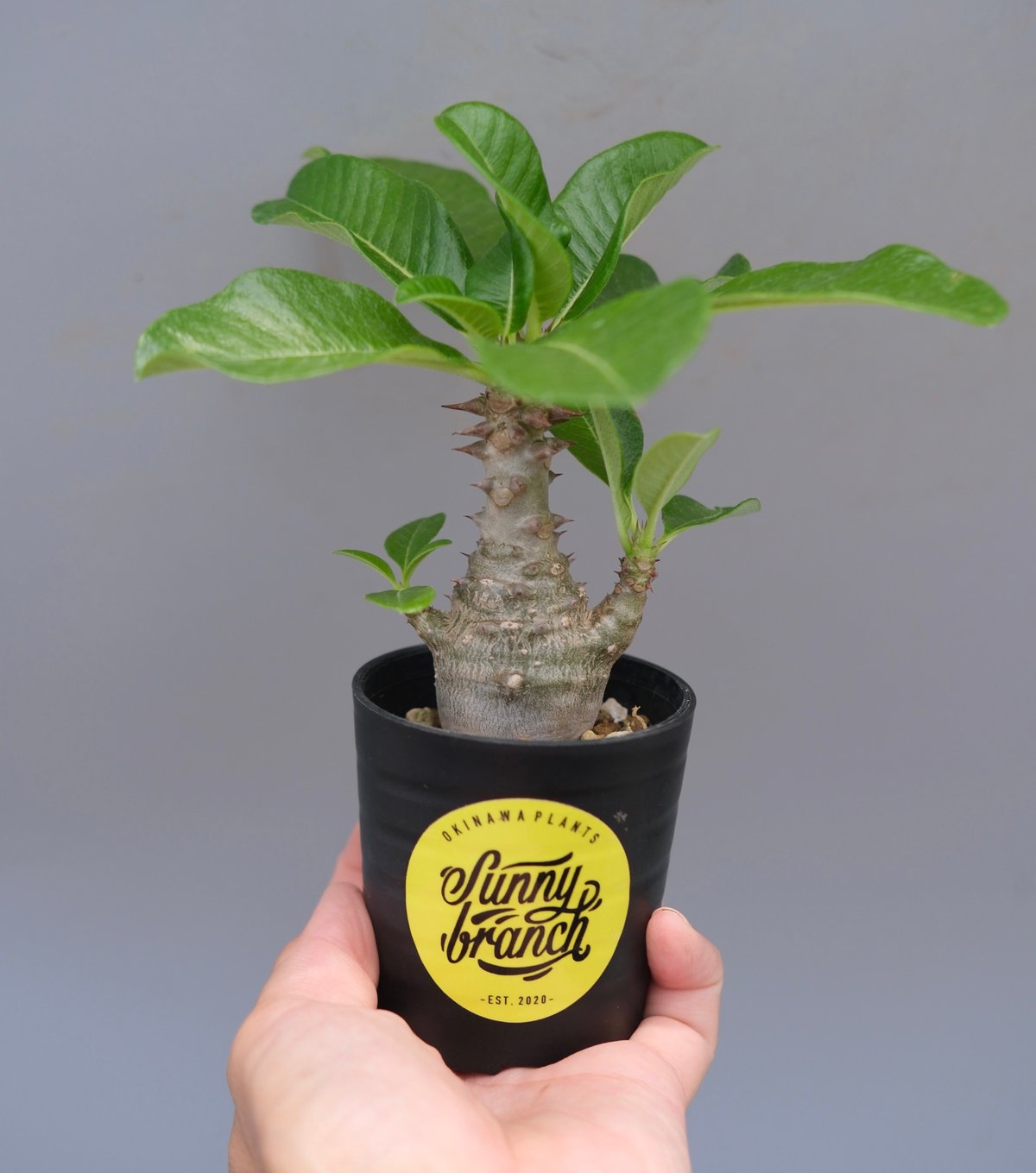 パキポディウム ウィンゾリー 実生株 057 Pachypodium windsorii |