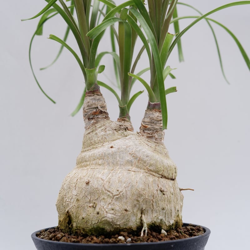 ボーカルネア・レクルバータ006 トックリラン ノリナ | Sunny Branch