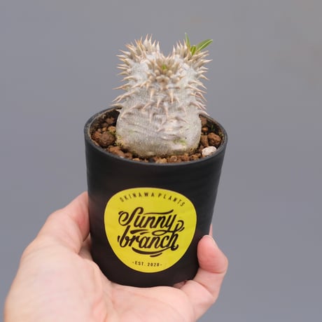 パキポディウムブレビカリックス | STORES