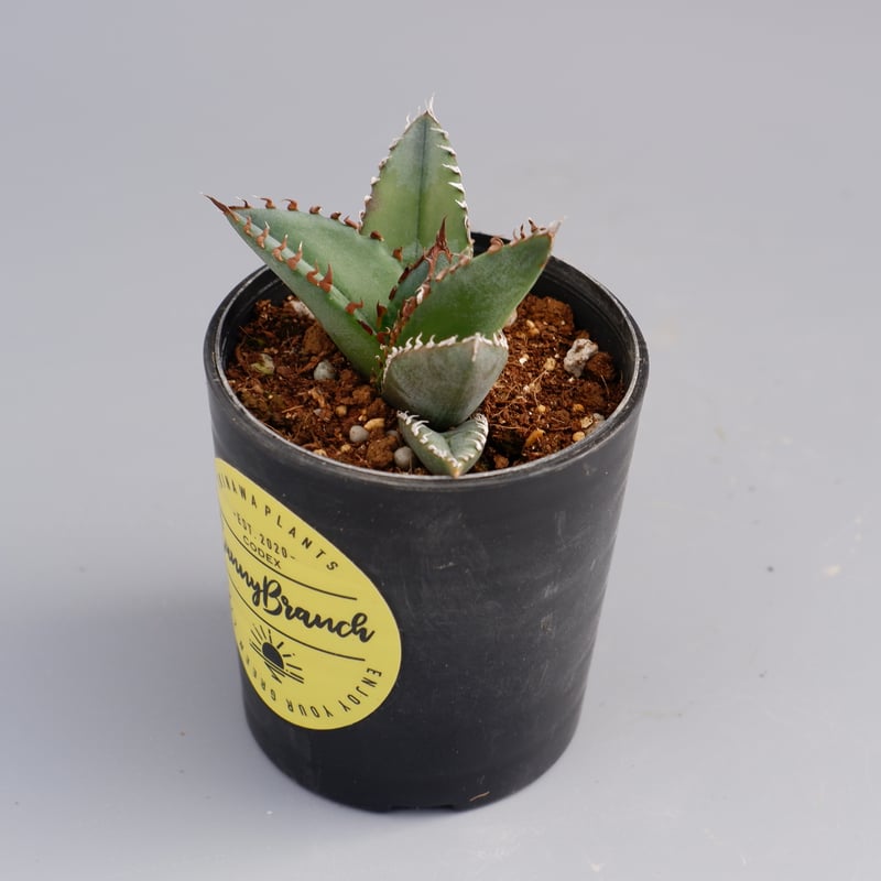 26A】アガベ オテロイ 種子 500粒 Agave oteroi アガベの種子 オテロイ