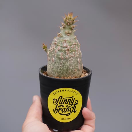 パキポディウムウィンゾリー | STORES