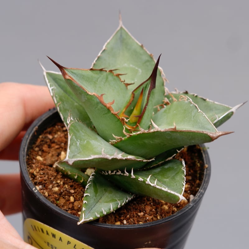 アガベ オテロイ 実生株 Agave oteroi seeding 074 | Sunny