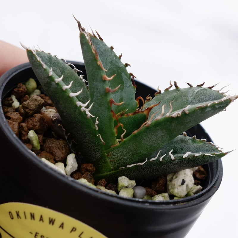 アガベ オテロイ 実生株 Agave oteroi seeding 002 | Sunny