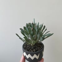 新着】お化けグラキリス鉢 2【陶芸家