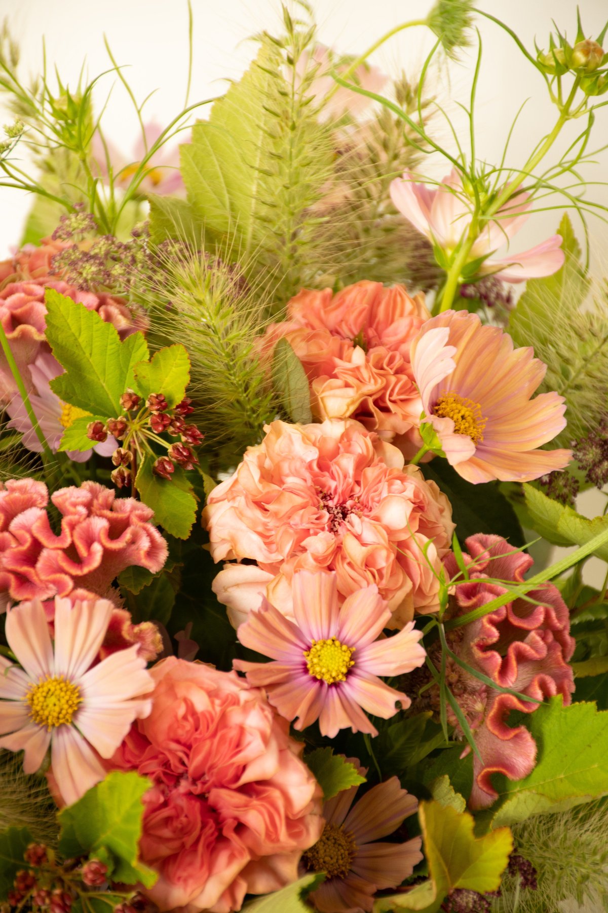 バラ「ラロック」 | tokyo_shokubutsu_zufu