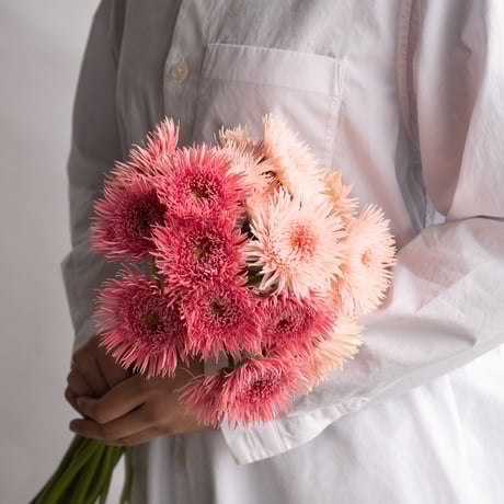 CATEGORY ガーベラ | tokyo_shokubutsu_zufu