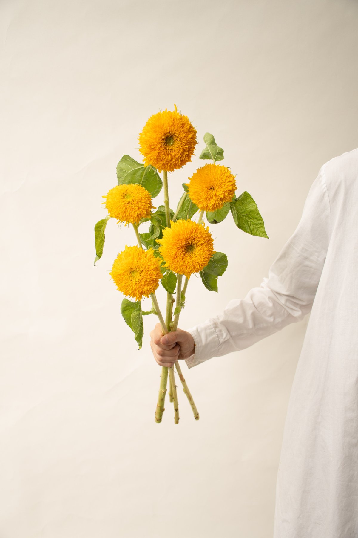 ヒマワリ「テディベア」 | tokyo_shokubutsu_zufu