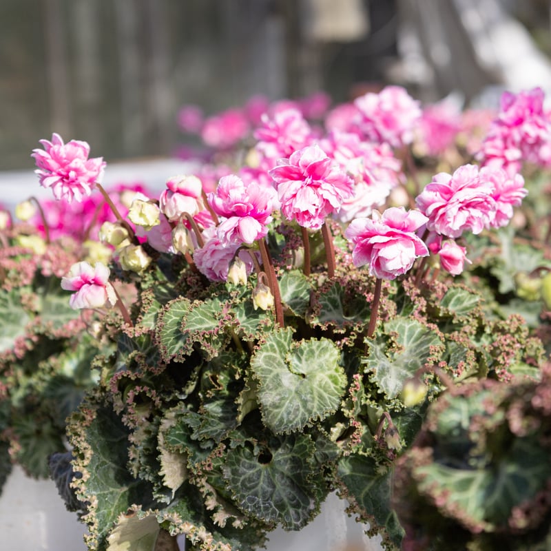 シクラメン「フェアリーピコ・シズラー」 | tokyo_shokubutsu_zufu