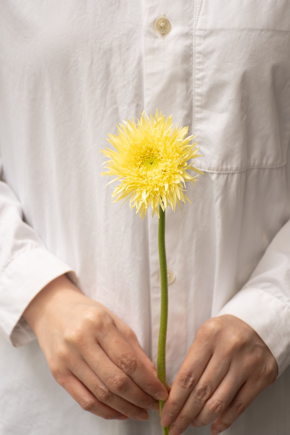 ガーベラ「スパイダーフルダブルミックス」 | tokyo_shokubutsu_zufu