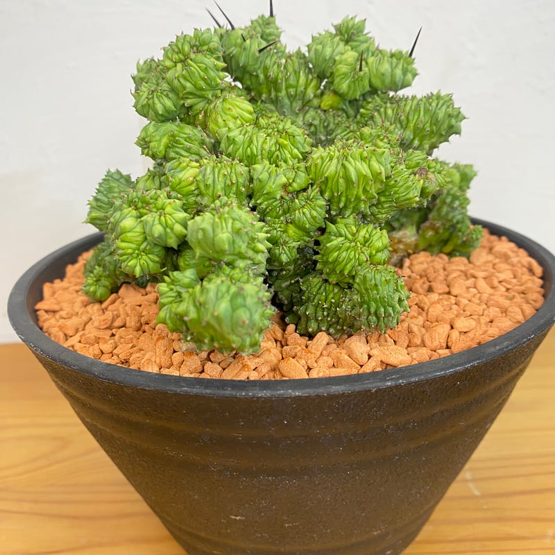 ユーフォルビア ホリダ 綴化 群生 | plant Dogs オンラインストア