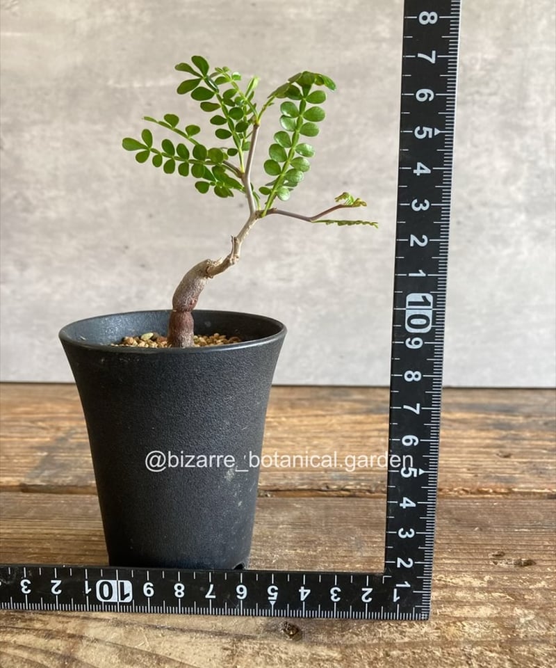 オペルクリカリア パキプス 根挿し株 2株セット 【公式通販】