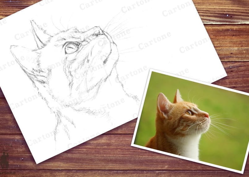 092a 見上げる猫の横顔 | 下絵工房カルトーネ