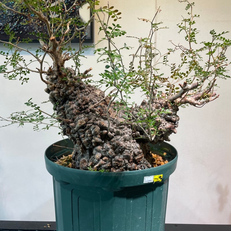 オペルクリカリア・パキプス | R_Plants.ONLINE