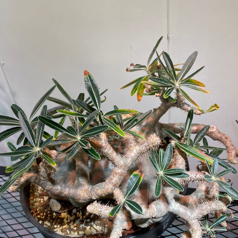 パキポディウム グラキリス 特大株 | R_Plants.ONLINE