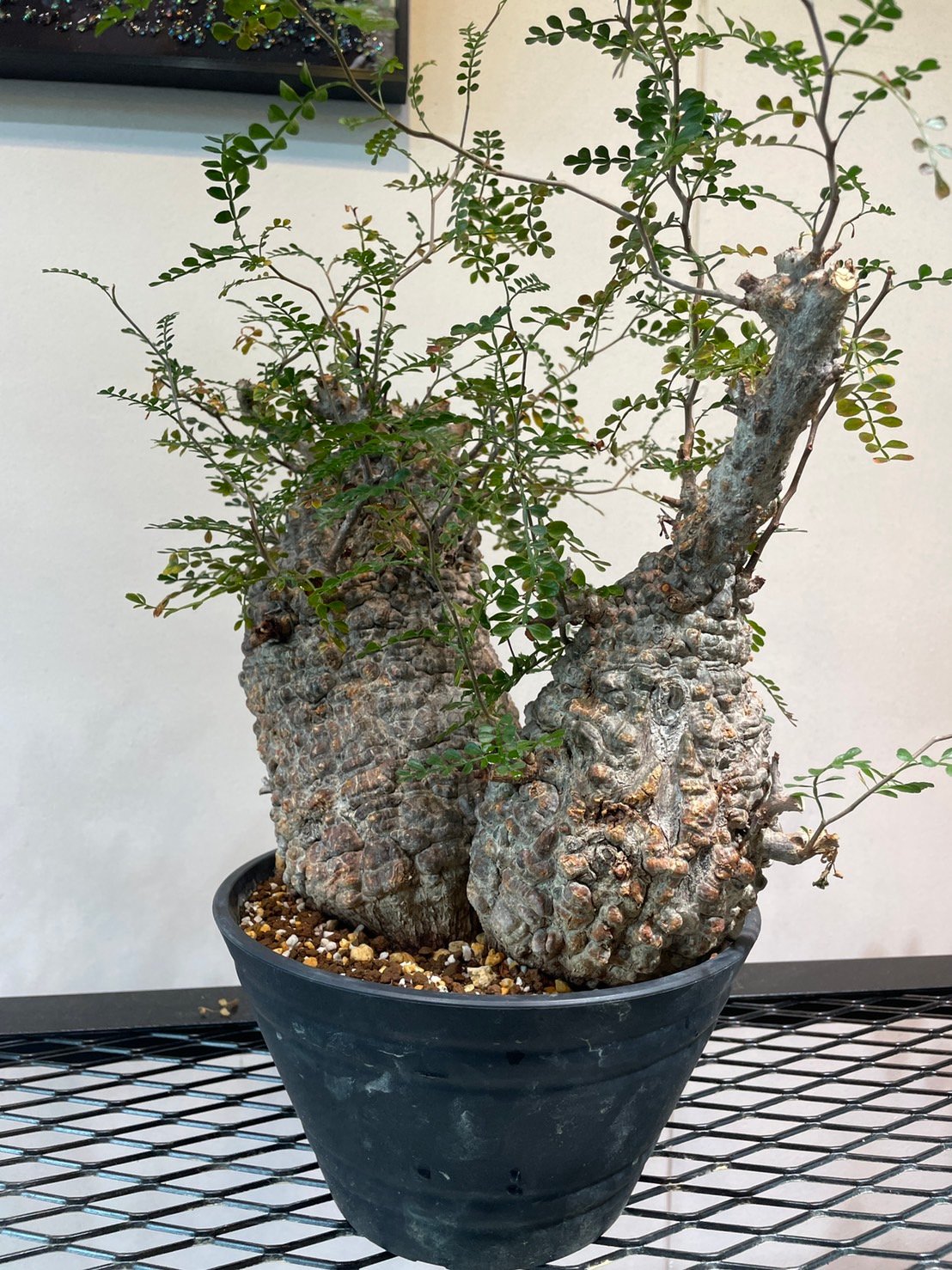 オペルクリカリア・パキプス 多頭株 | R_Plants.ONLINE