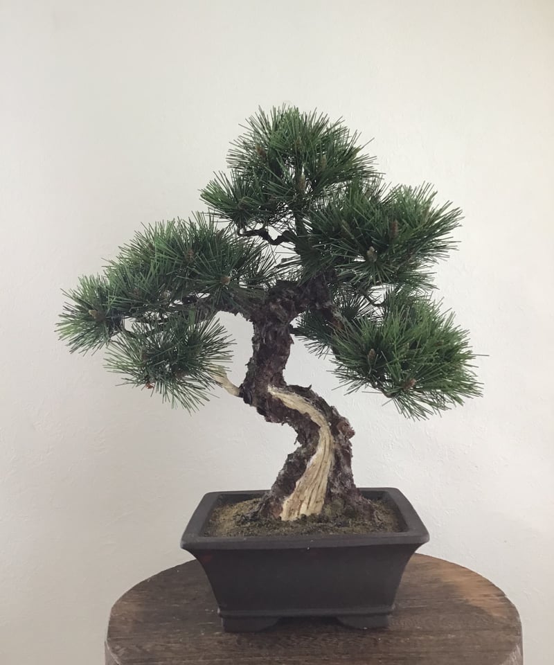 16 松 模様木 | クラフト盆栽美術館 Artcraft Bonsai