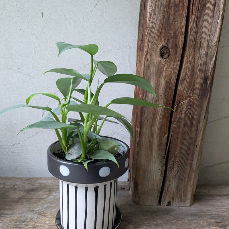 フィロデンドロン シルバーメタル 全国配送はお休み中 | in Style