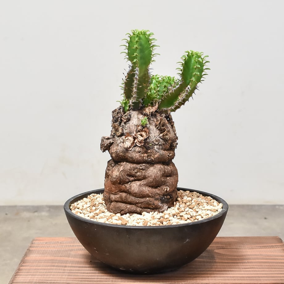 ユーフォルビア ムランジーナ 大株 木質化 良型 （鉢付き) 実生で木質