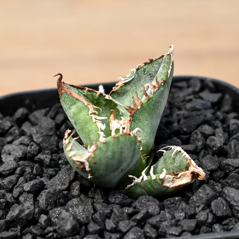 アガベ チタノタ Shi-hao 