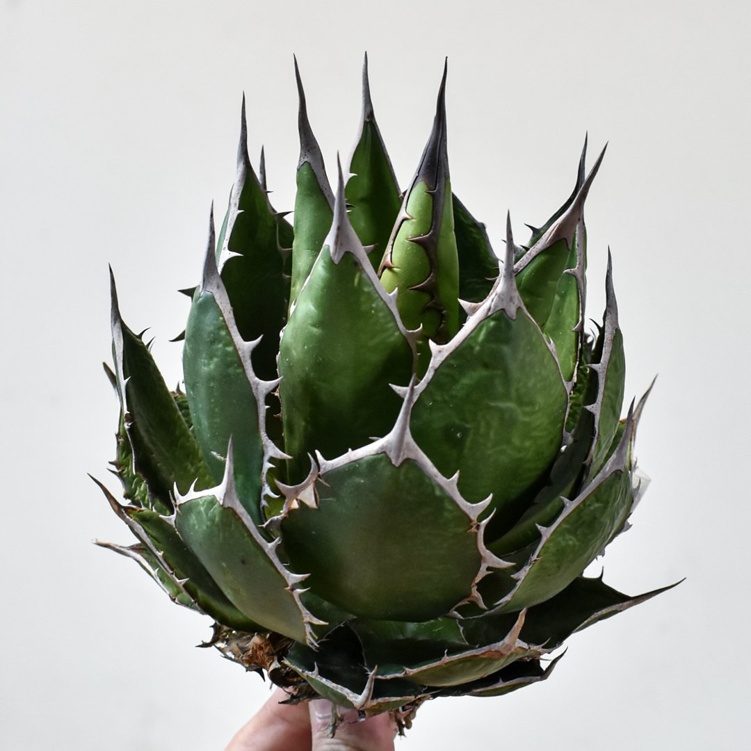 アガベ ホリダ【OSP選抜株 / 抜き苗】43 | RAFLUM / ラフラム｜東京