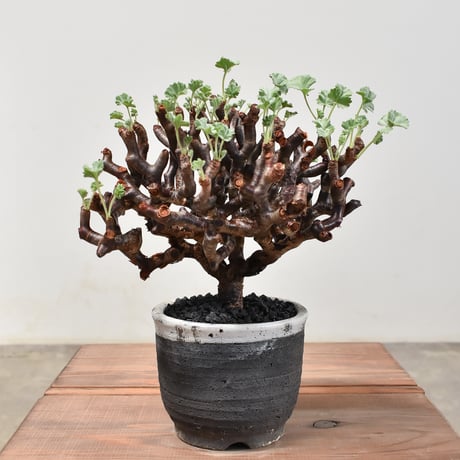 ペラルゴニムミラビレ | STORES